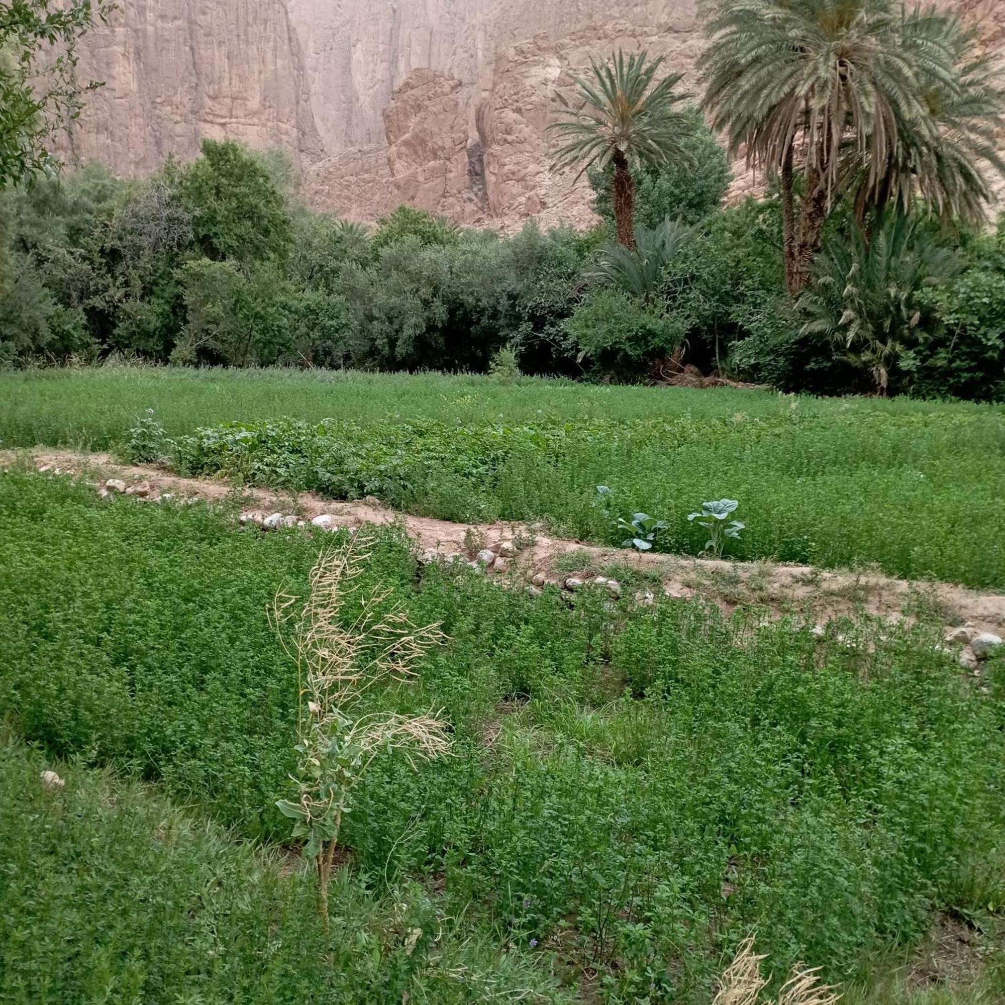 Riad La Fleur Aït Baha الغرفة الصورة
